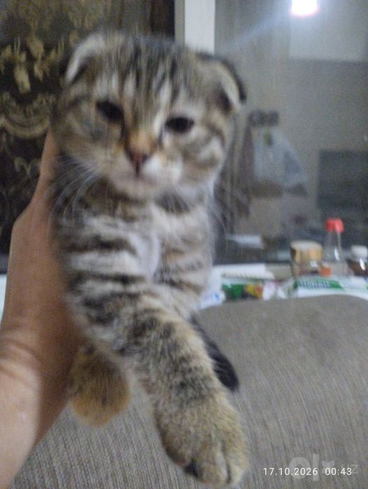 Скотиш фолд смешанный