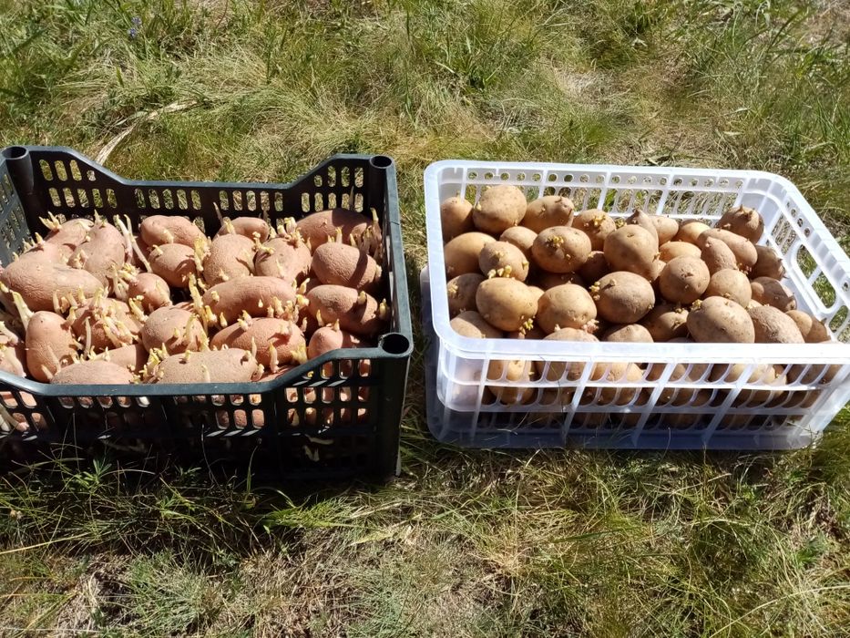 Продам картофель семенной