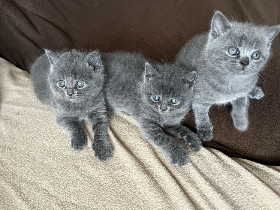 Британски котенца
