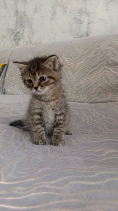 Отдам кошку и котёнка в добрые руки