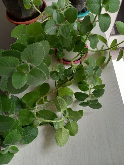 Продам комнатные цветы.