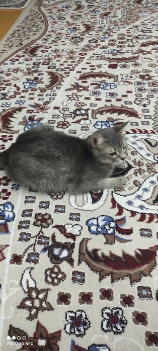 Mushuk sotiladi zoti British Shorthair jinsi qiz