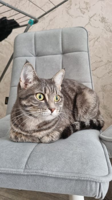Отдадим в хорошие руки кота, ему 1 годик, кастрированный, чистоплотный