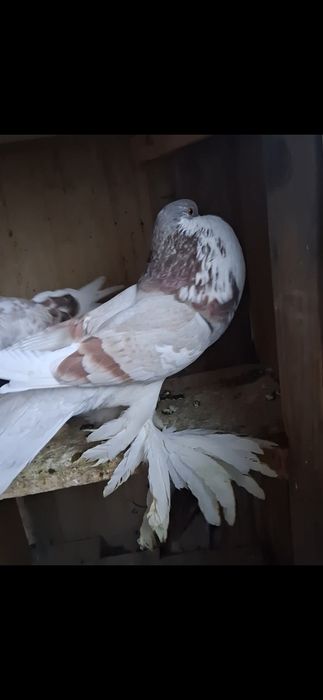 Vand gusati si volga