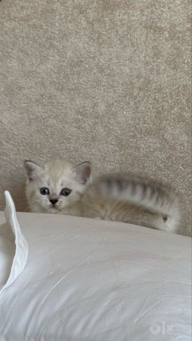 Продаю свою любимою кошку
