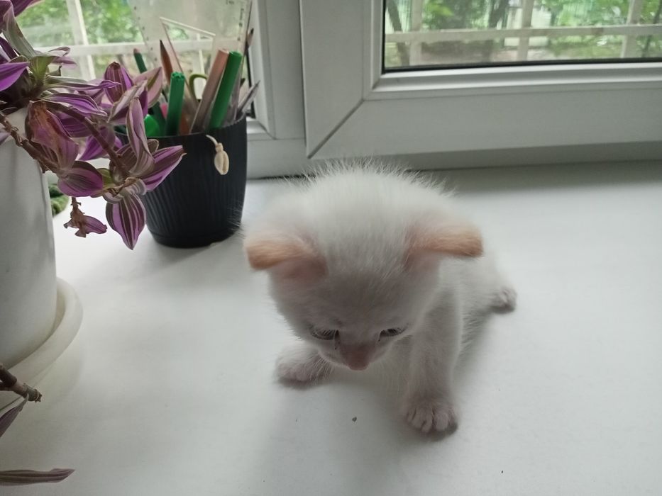 Отдам сиамских котят в добрые руки