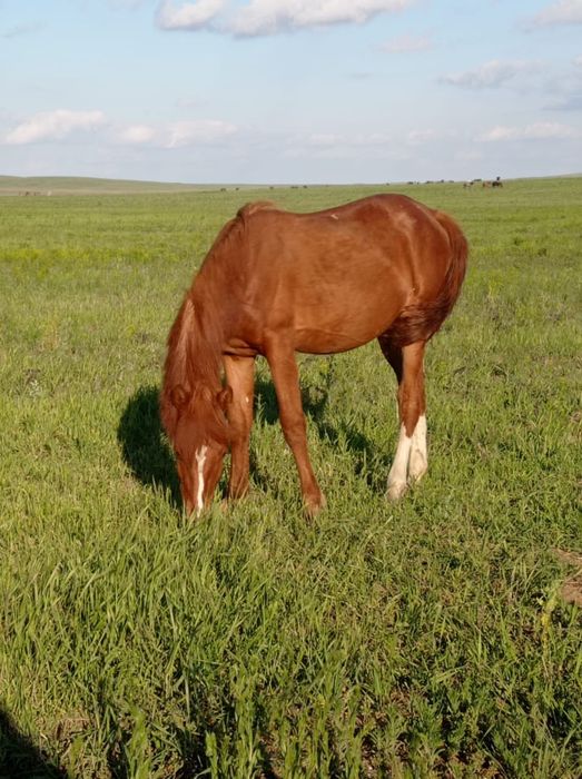 Продаю лошадей 4 головы