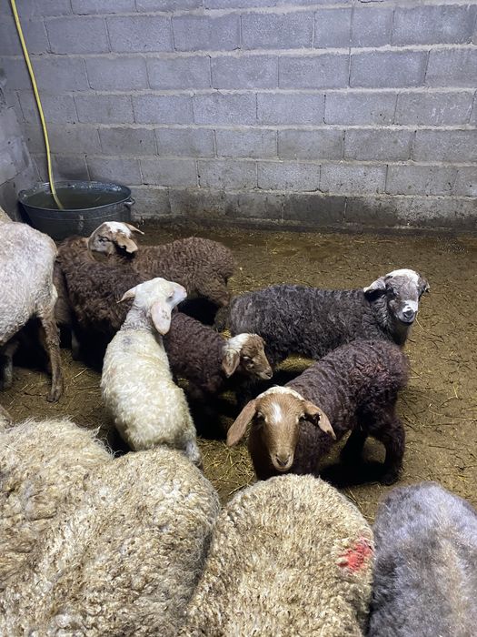 Продам ягнят, козы сатылады