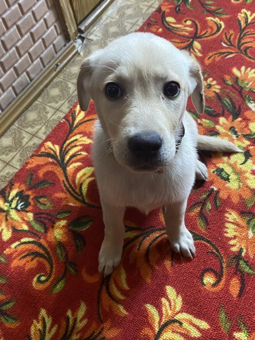 Лабарадор ритривер