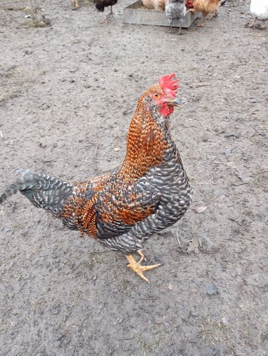 Cocoși pitici și medii de vânzare