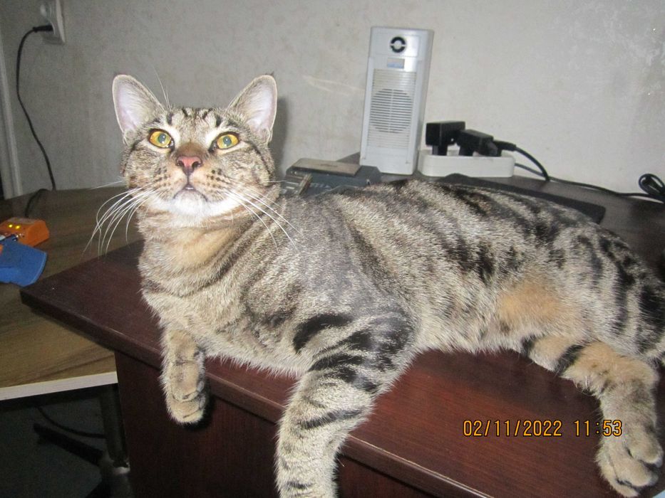 Кот бенгальской породы в добрые руки!