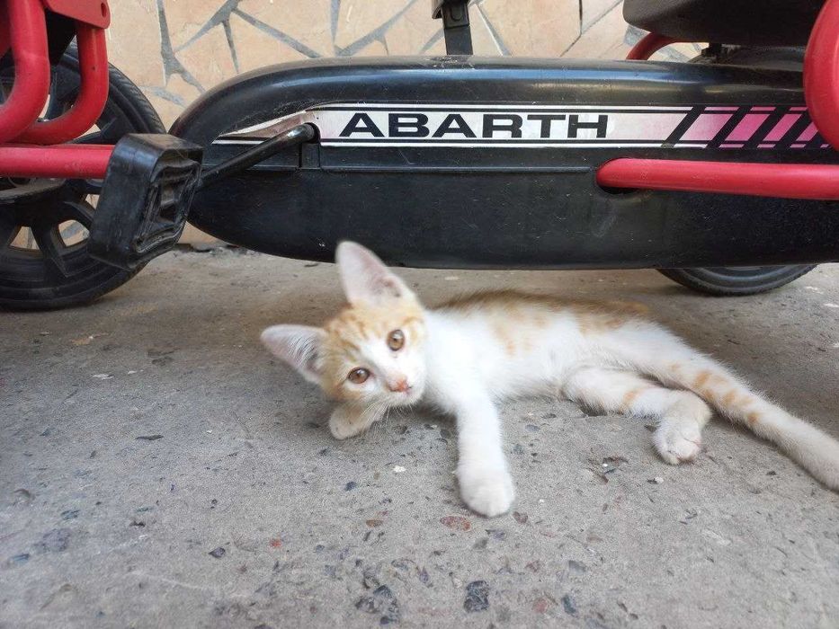 Мушук Котёнок 2 месячный добрые руки Активный здоровый и очень игривый