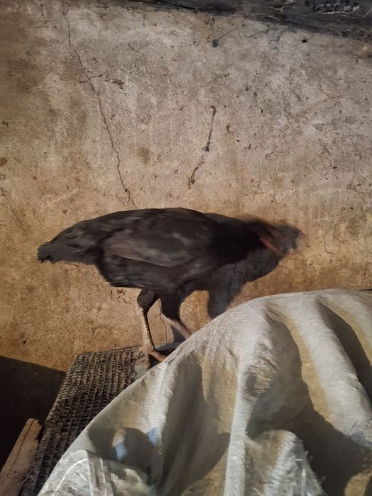 Продам даканок  срочно