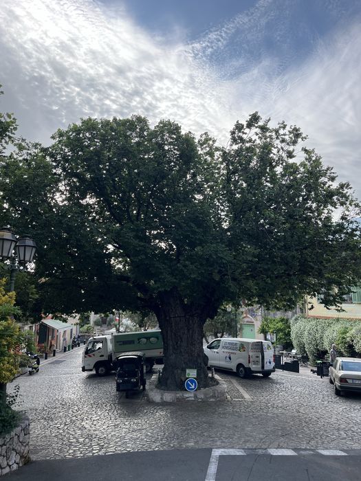 Arborist, toaletari/taieri/curatari arbori, alpinist in copaci