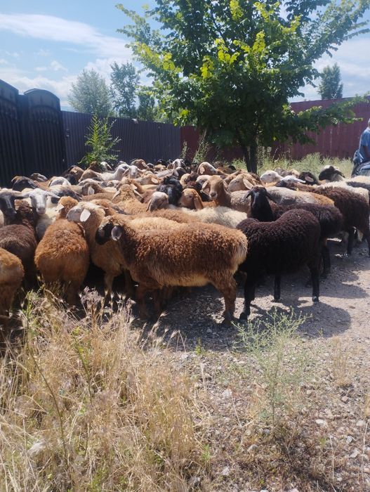Бараны,барашки,токтушки