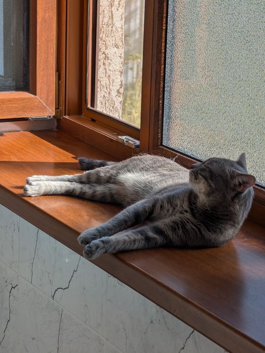 Отдам кота на время