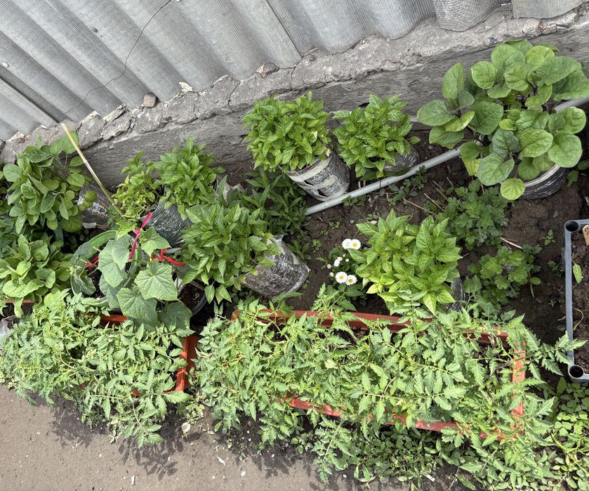 Рассада баклажан перца