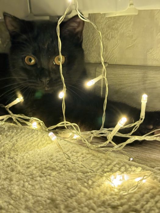 Вязка срочно ищем жениха