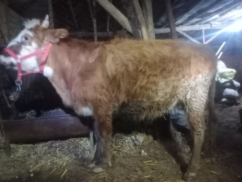 Shvet g‘unajin bug‘o‘z 8 oylik.