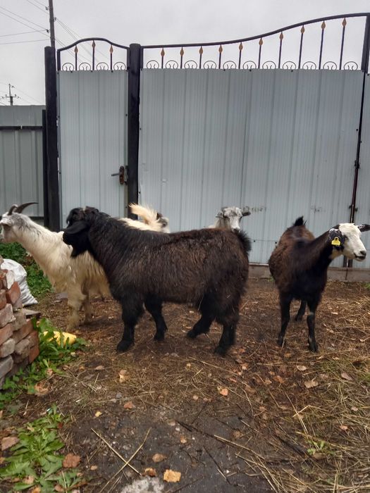 Продам 4 козы и козла