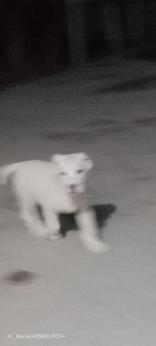 Продаю зинят алабай