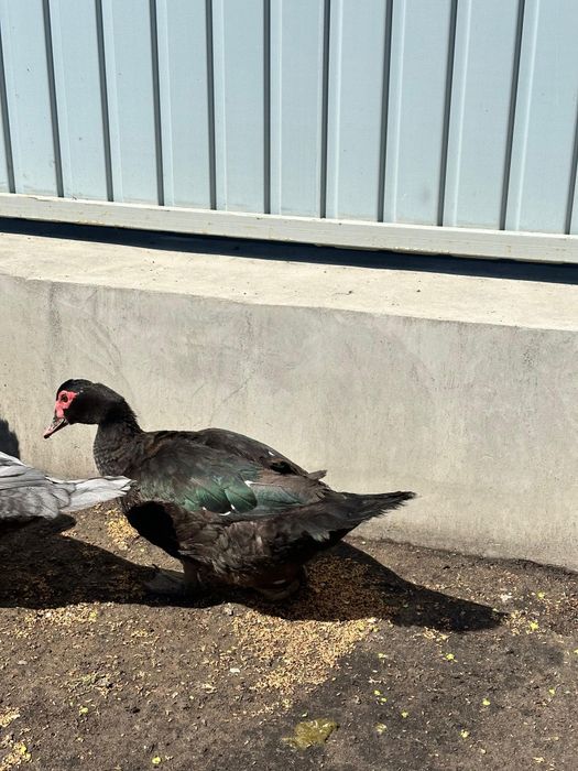 Индоутка цвет изумруд