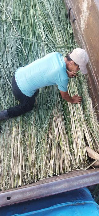 Қамыс 250 даставка