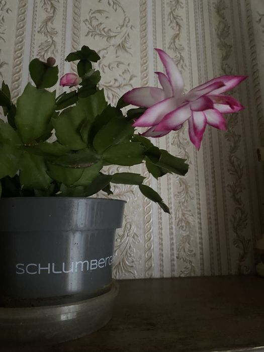 Комнатный цветок Декабрист( Шлюмбергера)