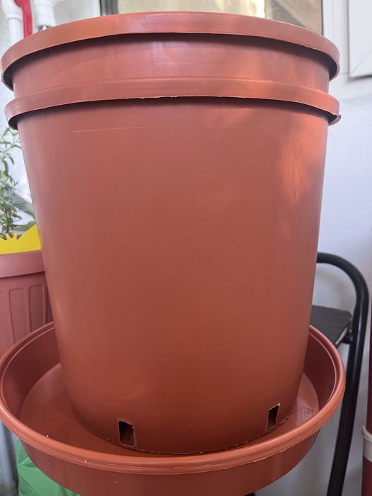 Vand Urgent Ficus elastica vargat (Tineke) si Ficus Classic + 2 ghivece de 12 l fiecare