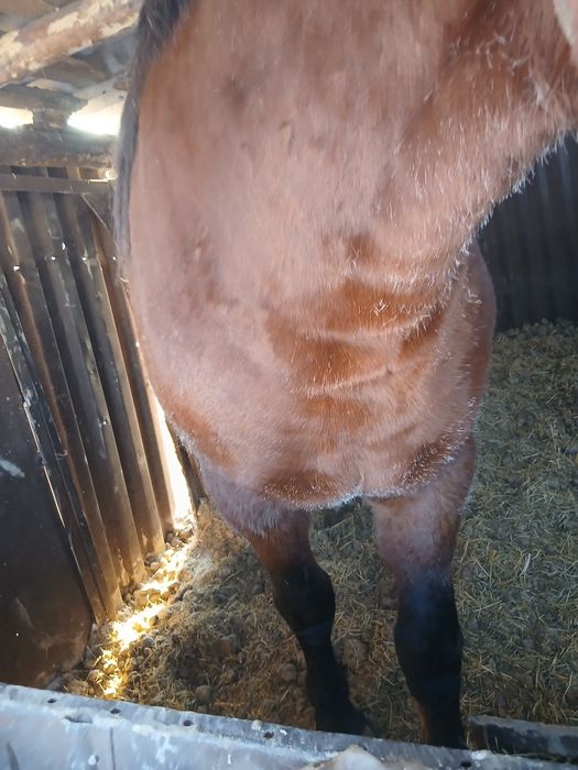 Продам жеребца 5 лет