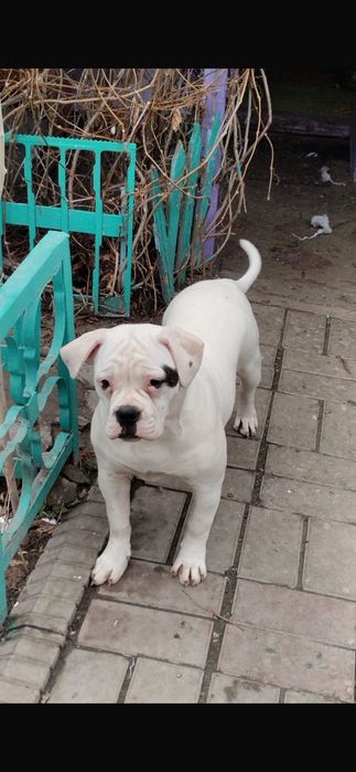 Продается щенок Американского бульдога