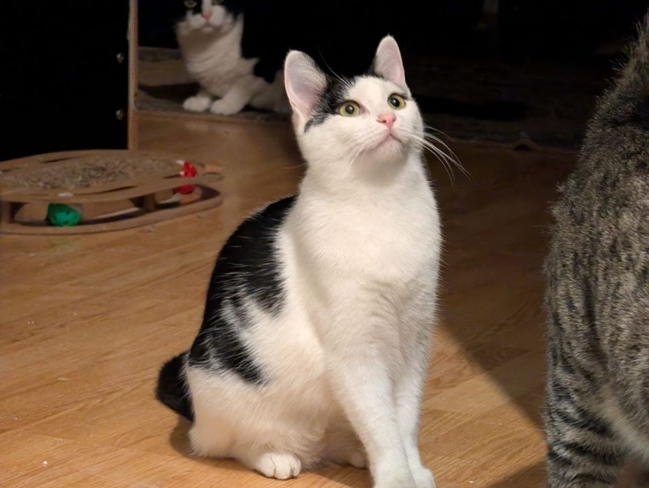 pisicuta superba,pisicuta pentru adoptie,pisicuta frumoasa de adoptata