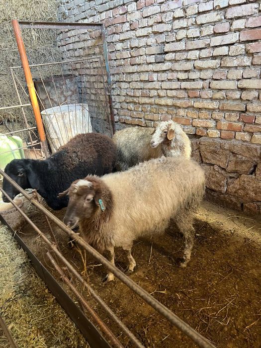 Qõylar sotiladi narxi kelishiladi