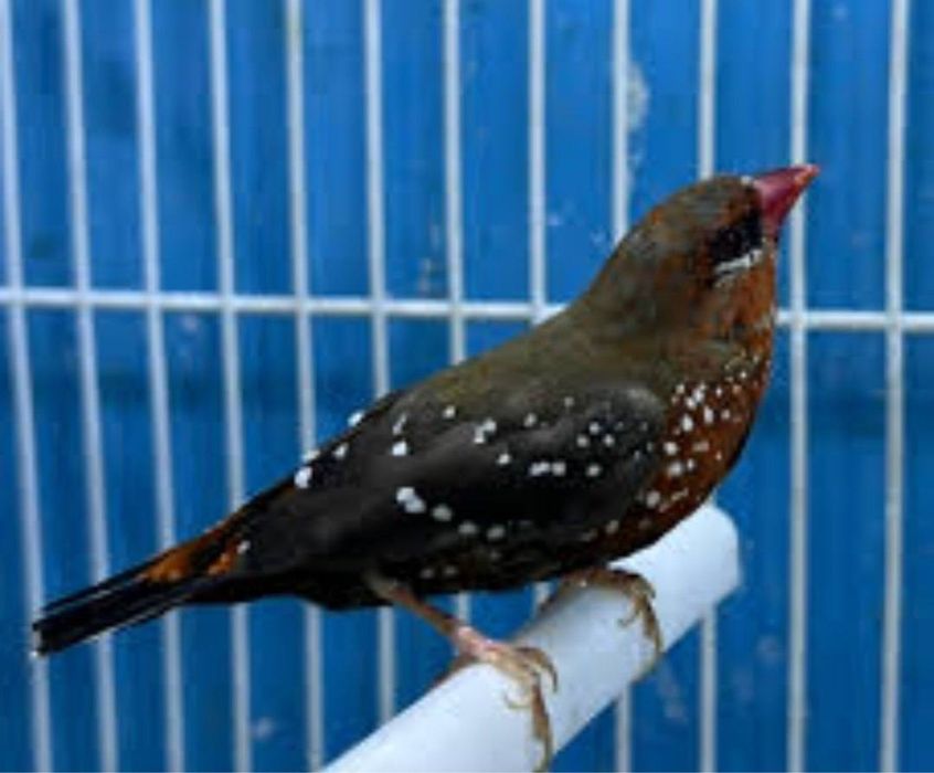 Amadin tayyor para