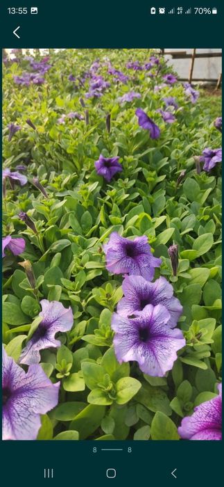 Продам петунию оптом