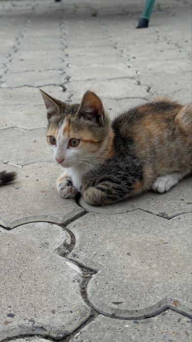 Котята крыселовы в добрые руки