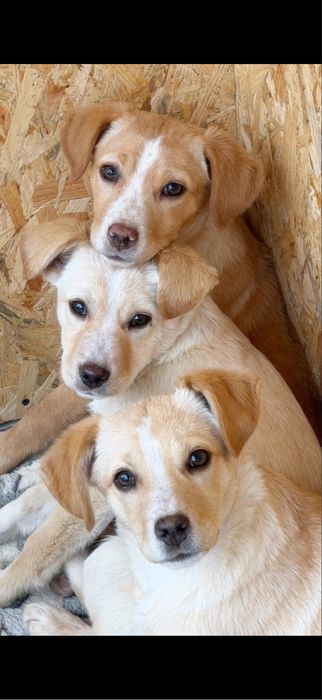 Catei pentru adoptie:)