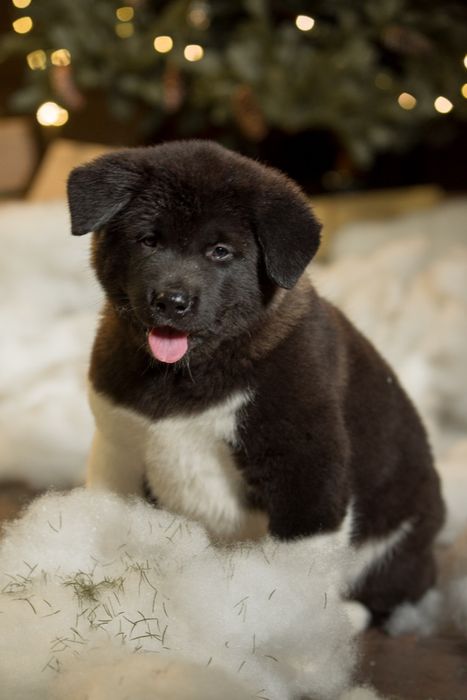 Элитные щенки Американской Акиты