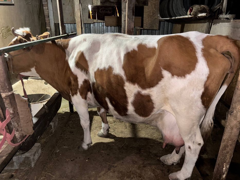 корова дойная семинтал