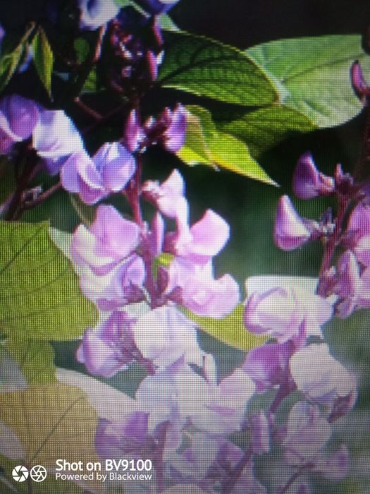 Продам семена Гавриш