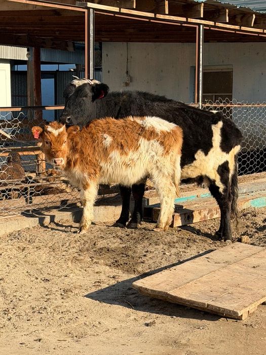 Бузаулы сиыр сатылады