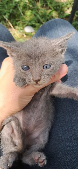 Маки котенца здрави и добри