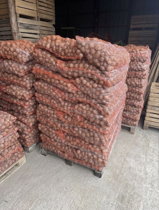 Cartofi de sămânță Clasa A - alb / rosu