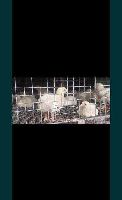 Бройлер балапандары