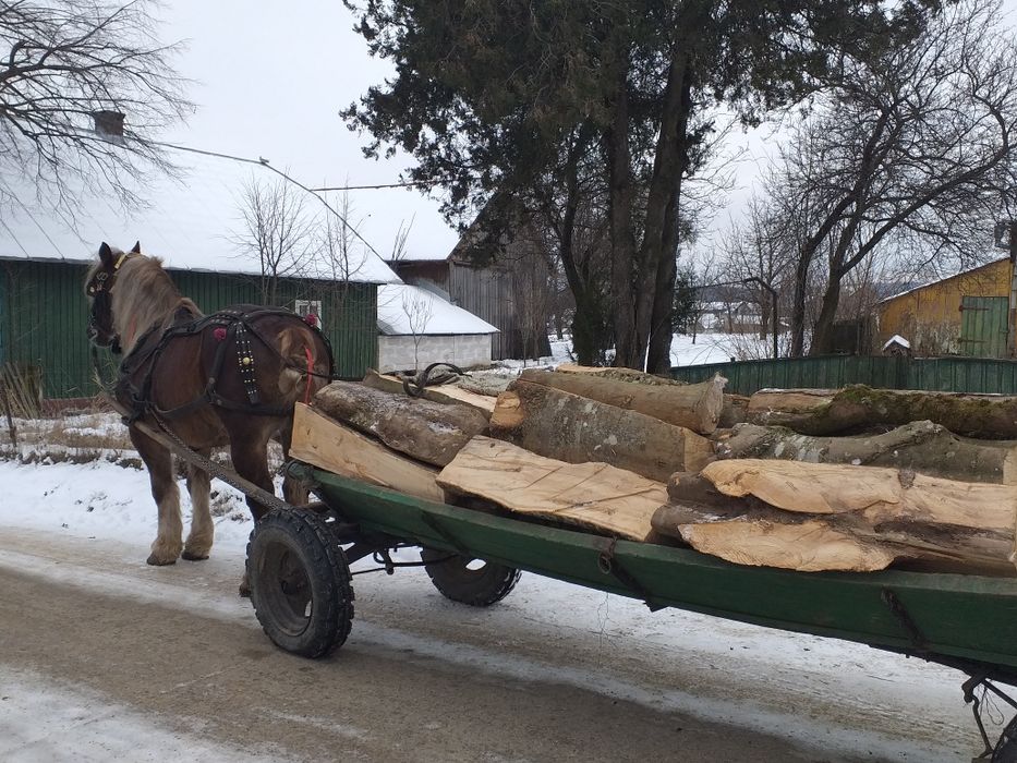Cal foarte bun din toate punctele de vedere .