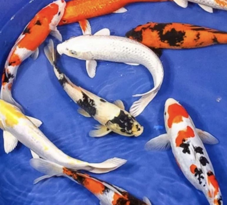 Кои рыба для пруда