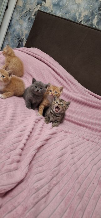Британские ласковые котята