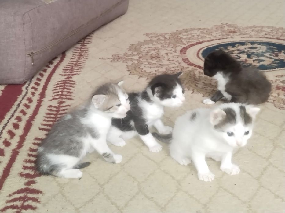 Отдам котят в добрые руки