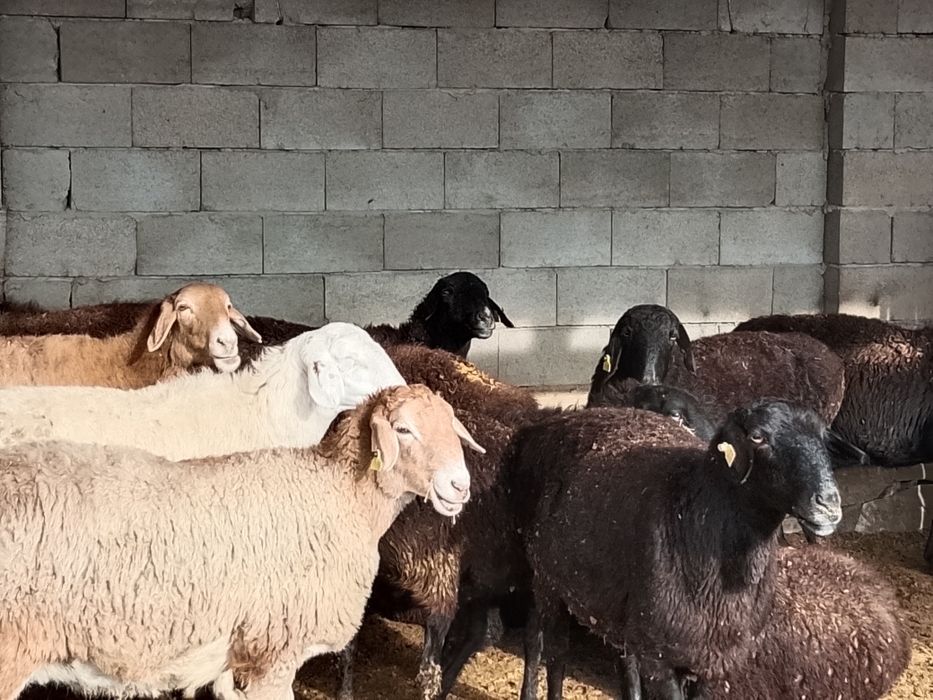 Саулық қойлар сатылады