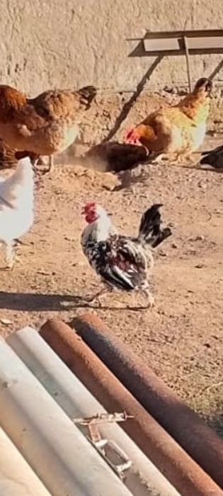 Декоративный қораз (китайский)